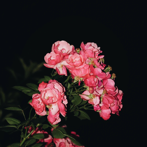 日本巨乳人妖射精视频
